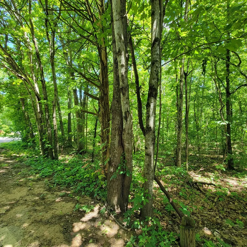 19 Vincent Road Spencer TN 38585