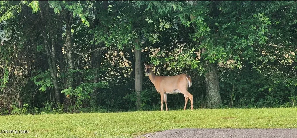 6988 Highway 64 E Wartrace TN 37183