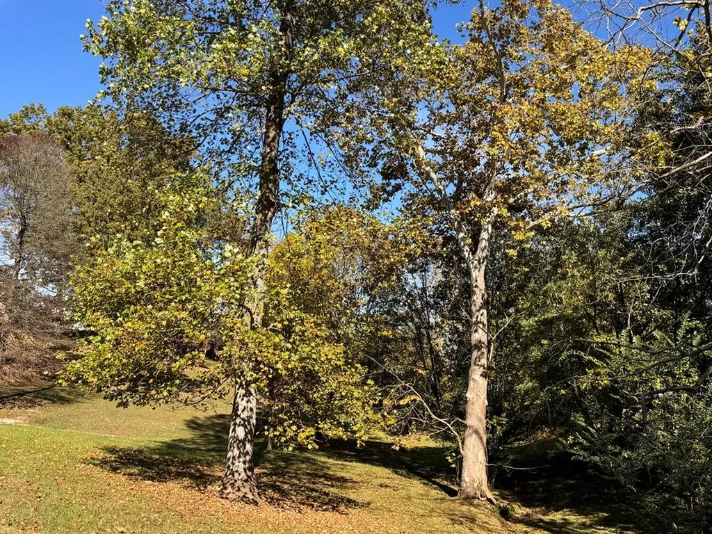 Lot 3 Miller Avenue Cookeville TN 38501
