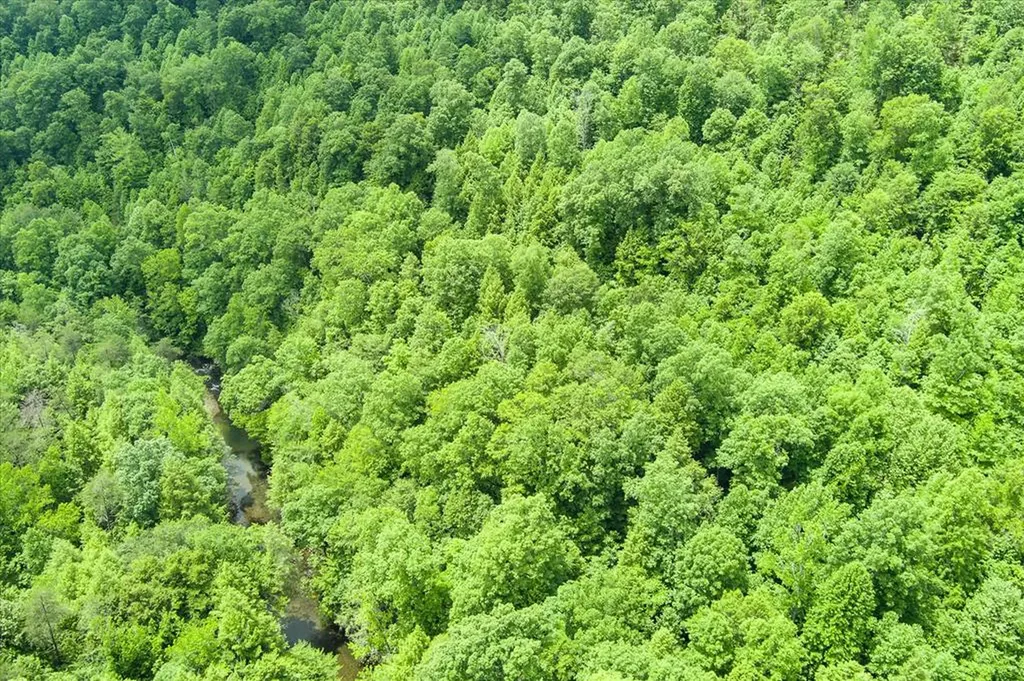 7040 Fallen Timer Lane Crawford TN 38554