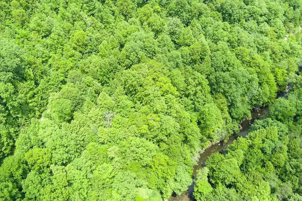 7040 Fallen Timer Lane Crawford TN 38554