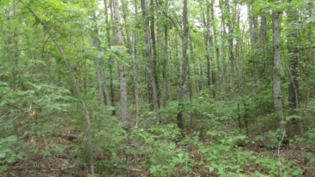 Lot 222 Hilltop Lane Wilder TN 38589