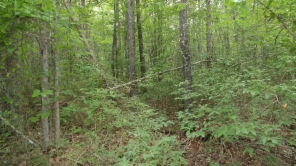 Lot 222 Hilltop Lane Wilder TN 38589
