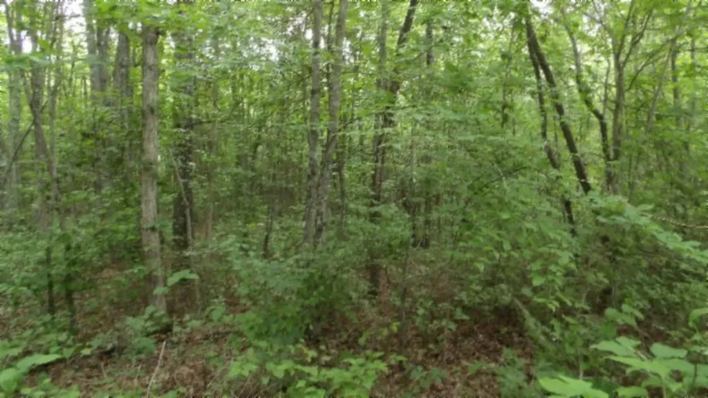 Lot 222 Hilltop Lane Wilder TN 38589