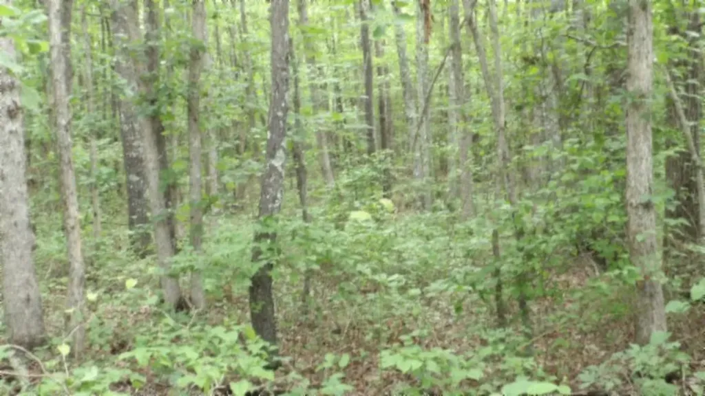 Lot 222 Hilltop Lane Wilder TN 38589