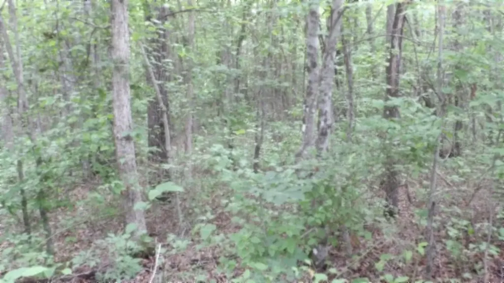 Lot 222 Hilltop Lane Wilder TN 38589