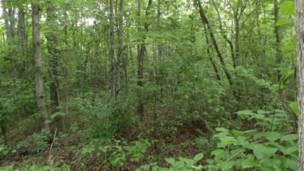 Lot 222 Hilltop Lane Wilder TN 38589