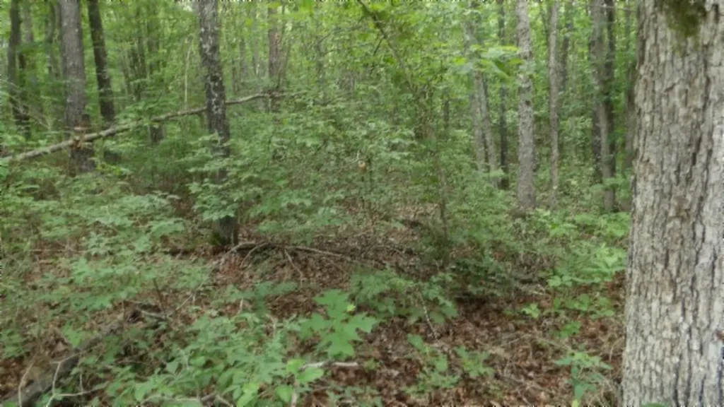 Lot 222 Hilltop Lane Wilder TN 38589