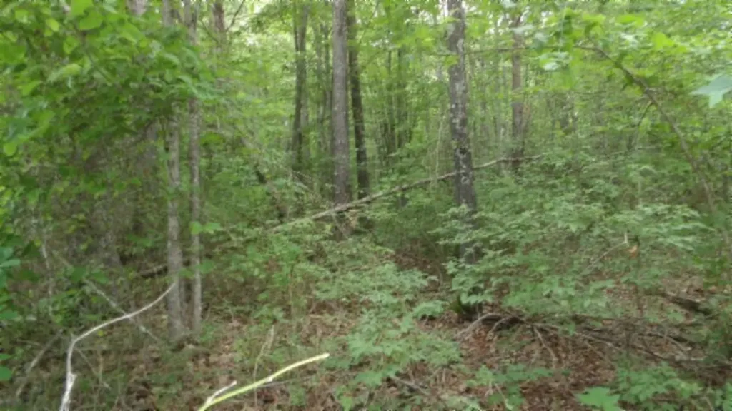 Lot 222 Hilltop Lane Wilder TN 38589