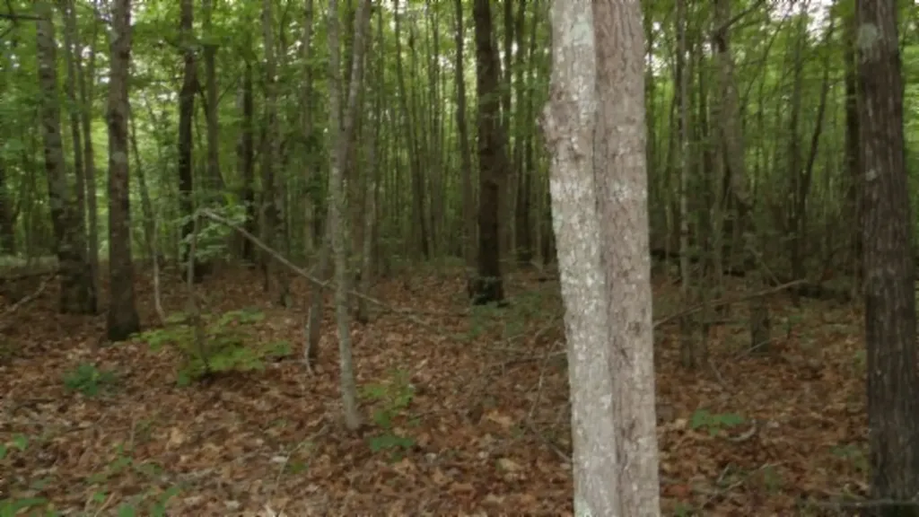 Lot 48 Parkstown Extension Road Wilder TN 38589