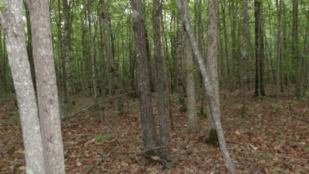 Lot 48 Parkstown Extension Road Wilder TN 38589