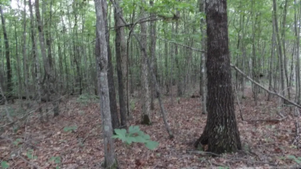 Lot 48 Parkstown Extension Road Wilder TN 38589