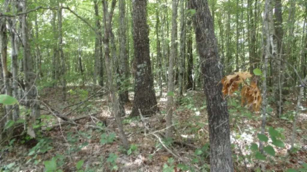 Lot 48 Parkstown Extension Road Wilder TN 38589