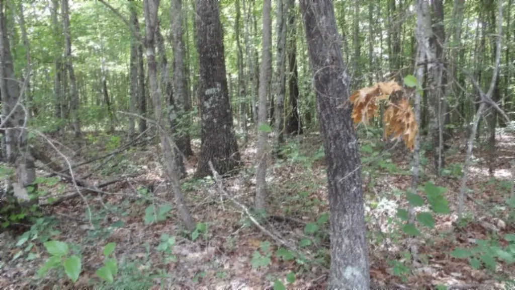 Lot 48 Parkstown Extension Road Wilder TN 38589