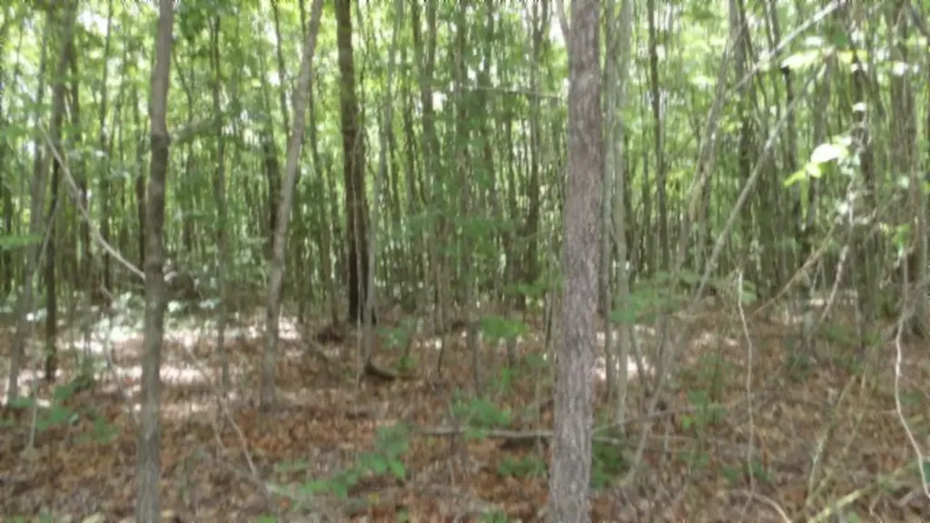 Lot 48 Parkstown Extension Road Wilder TN 38589