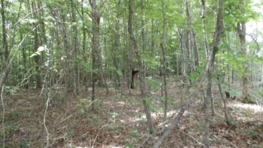 Lot 48 Parkstown Extension Road Wilder TN 38589