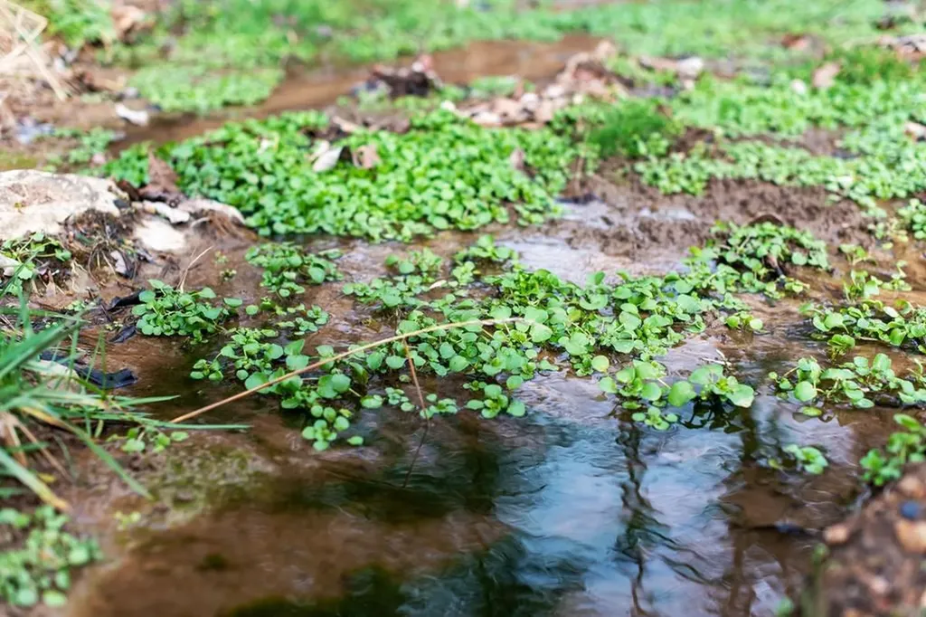 899 Messenger Road Sparta TN 38583