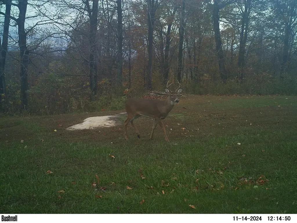 5579 Pendergrass Road Byrdstown TN 38549