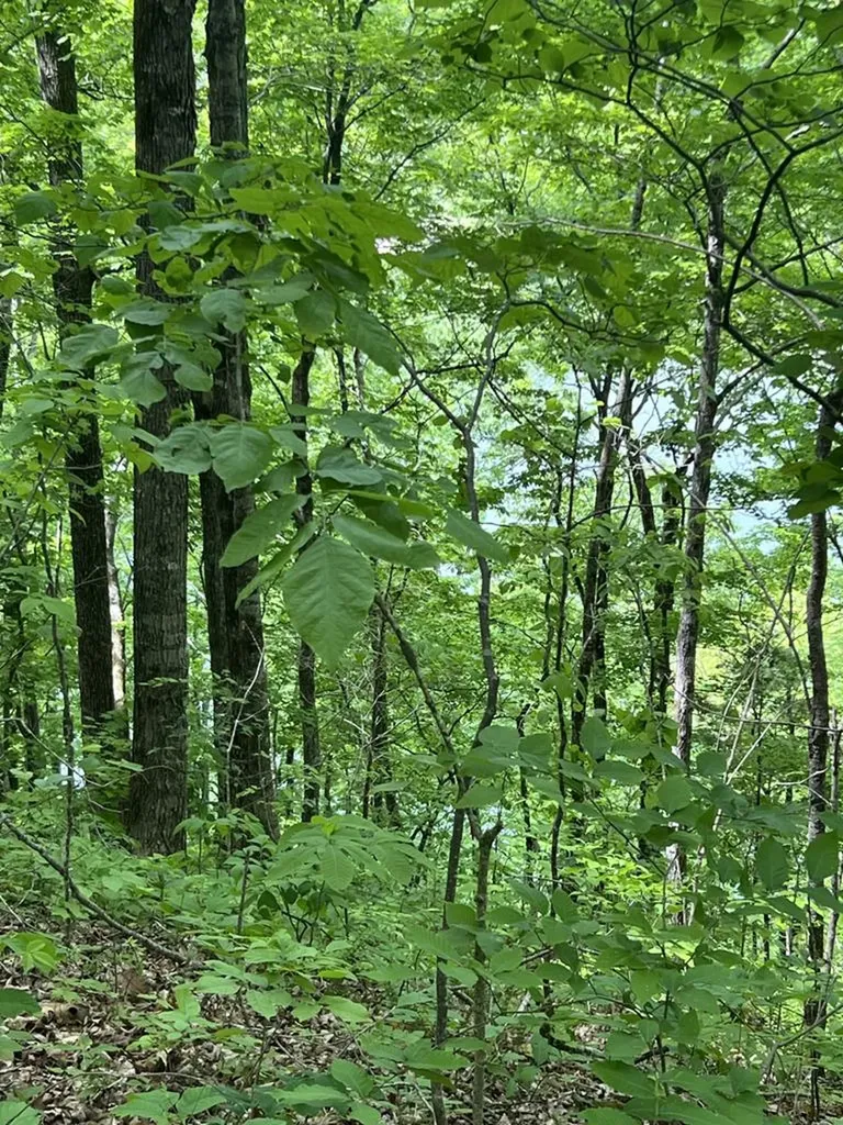 43.36 Ac Winningham Road Byrdstown TN 38549