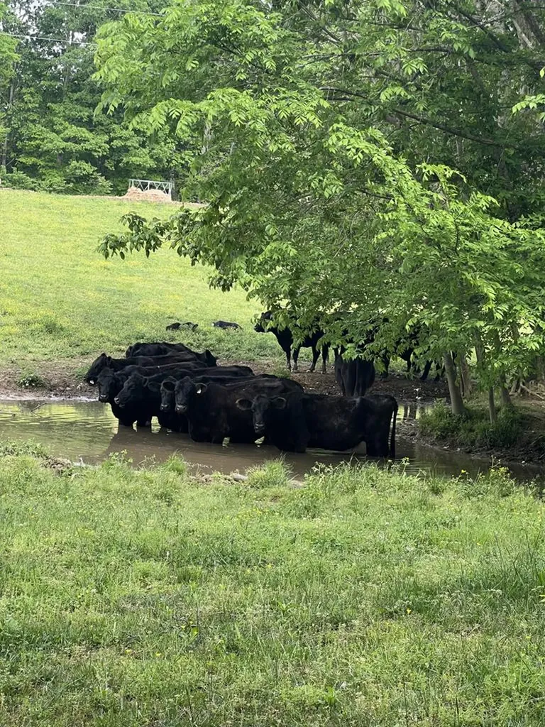 43.36 Ac Winningham Road Byrdstown TN 38549