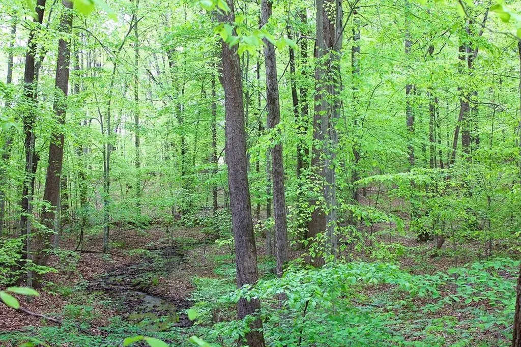 23 Ac Forrest Road Tract 1 Cookeville TN 38501