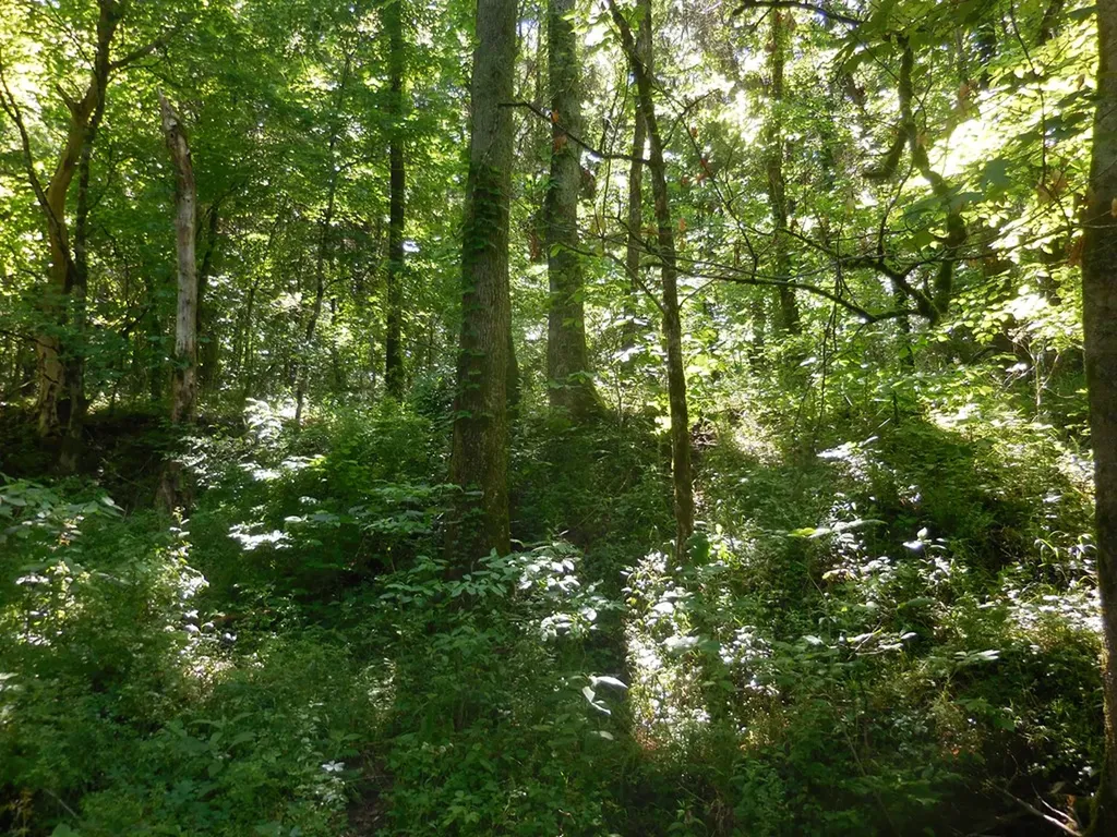 0 Hopkins Hollow Gainesboro TN 38562