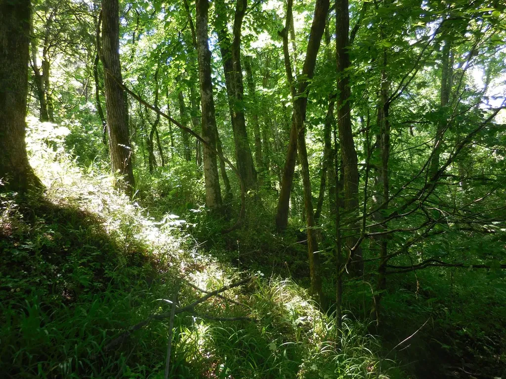 0 Hopkins Hollow Gainesboro TN 38562