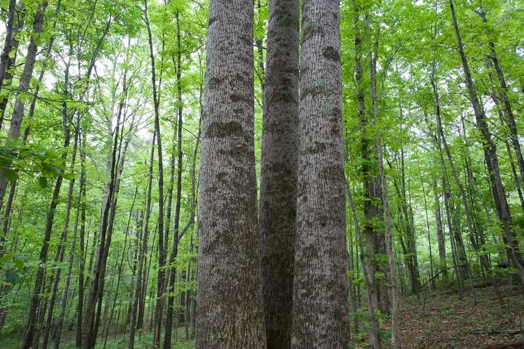 40.46ac Barker Cove Loop N Of Palmer TN 37365