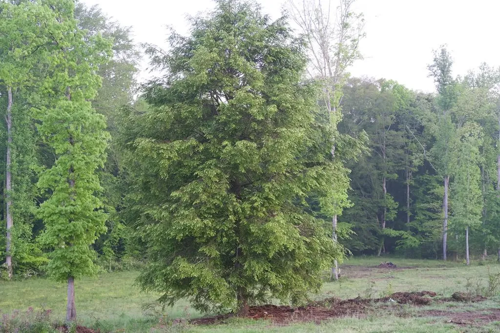 40.46ac Barker Cove Loop N Of Palmer TN 37365