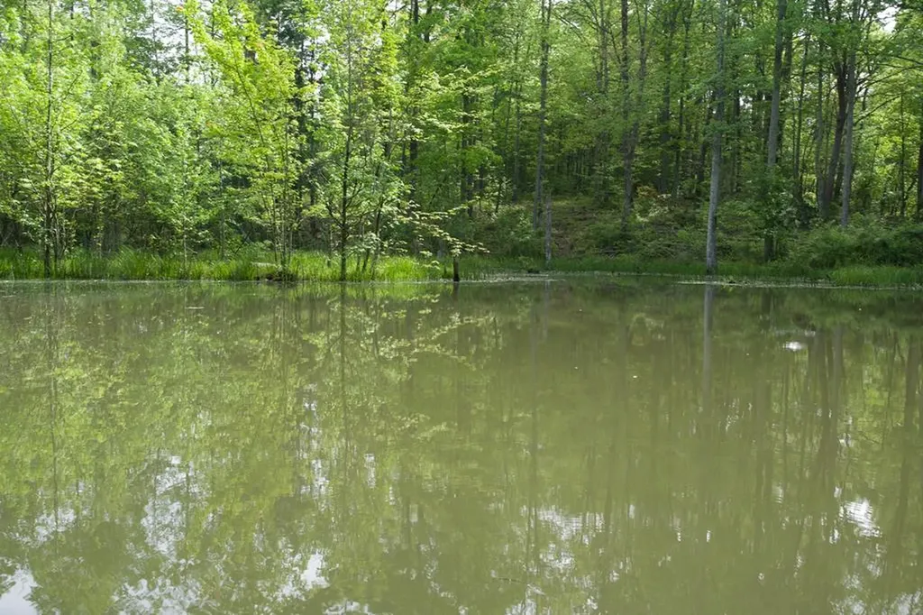 40.46ac Barker Cove Loop N Of Palmer TN 37365
