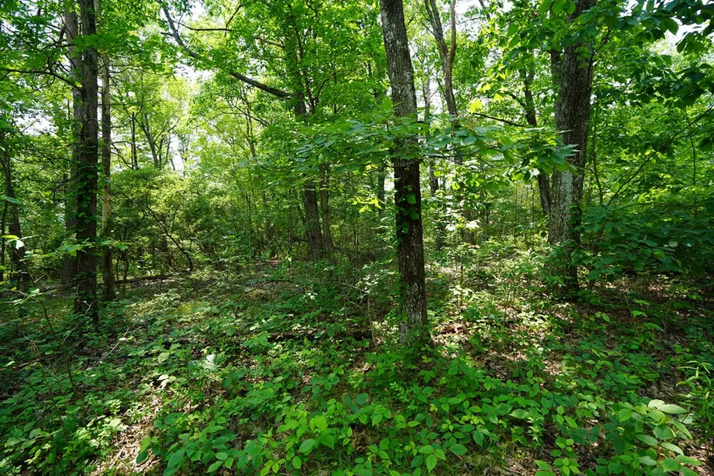 00 Gray Rock View Pikeville TN 37367