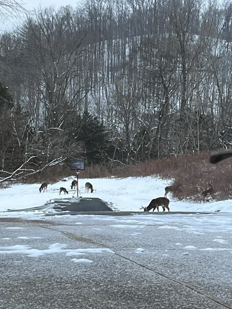 360 Long Hollow Lane Gainesboro TN 38562