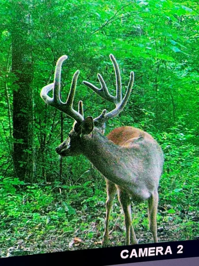 360 Long Hollow Lane Gainesboro TN 38562