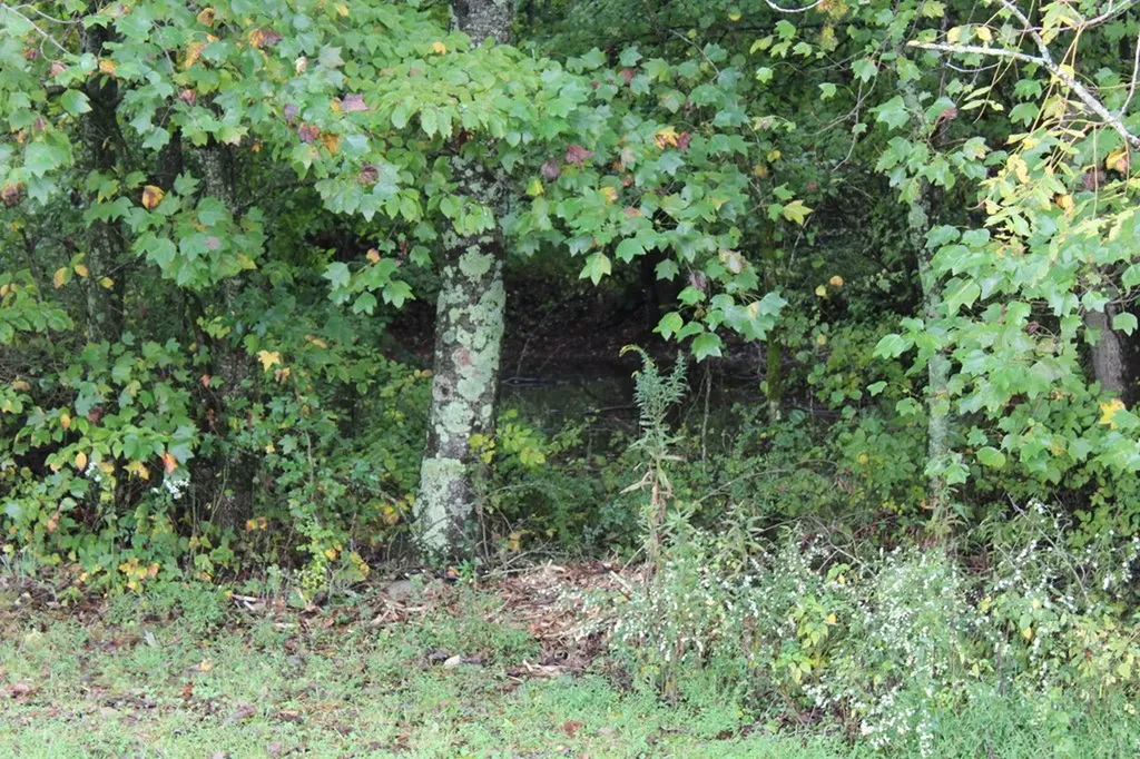 209 Bryan Gribble Road Sparta TN 38583