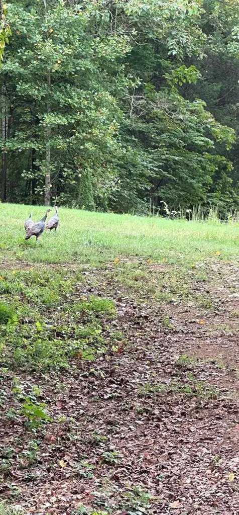 2725 Seven Springs Road Cookeville TN 38506