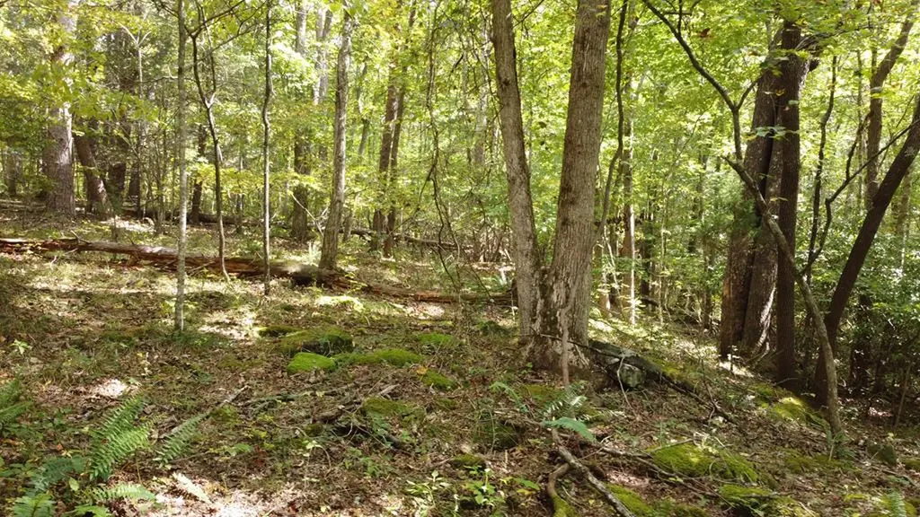 Lot 11 Camp Creek Road Spencer TN 38585