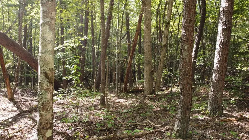 Lot 11 Camp Creek Road Spencer TN 38585