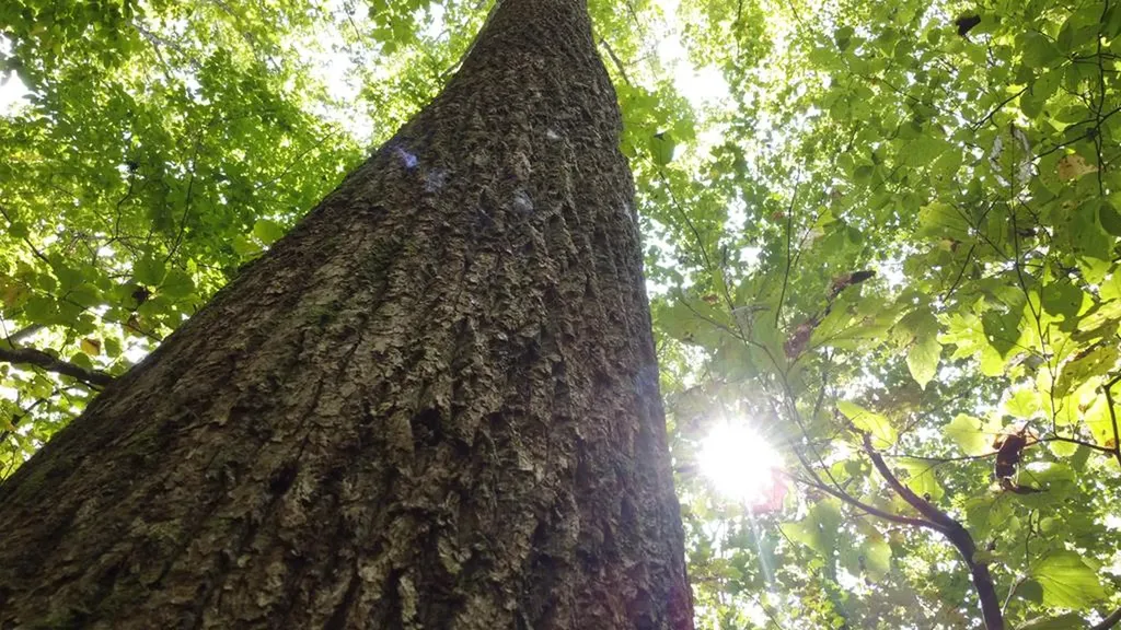 Lot 11 Camp Creek Road Spencer TN 38585