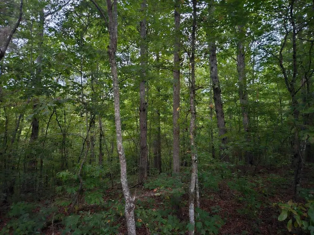 00 Sandy Road N/o-sells Cemetery Road Wilder TN 38589