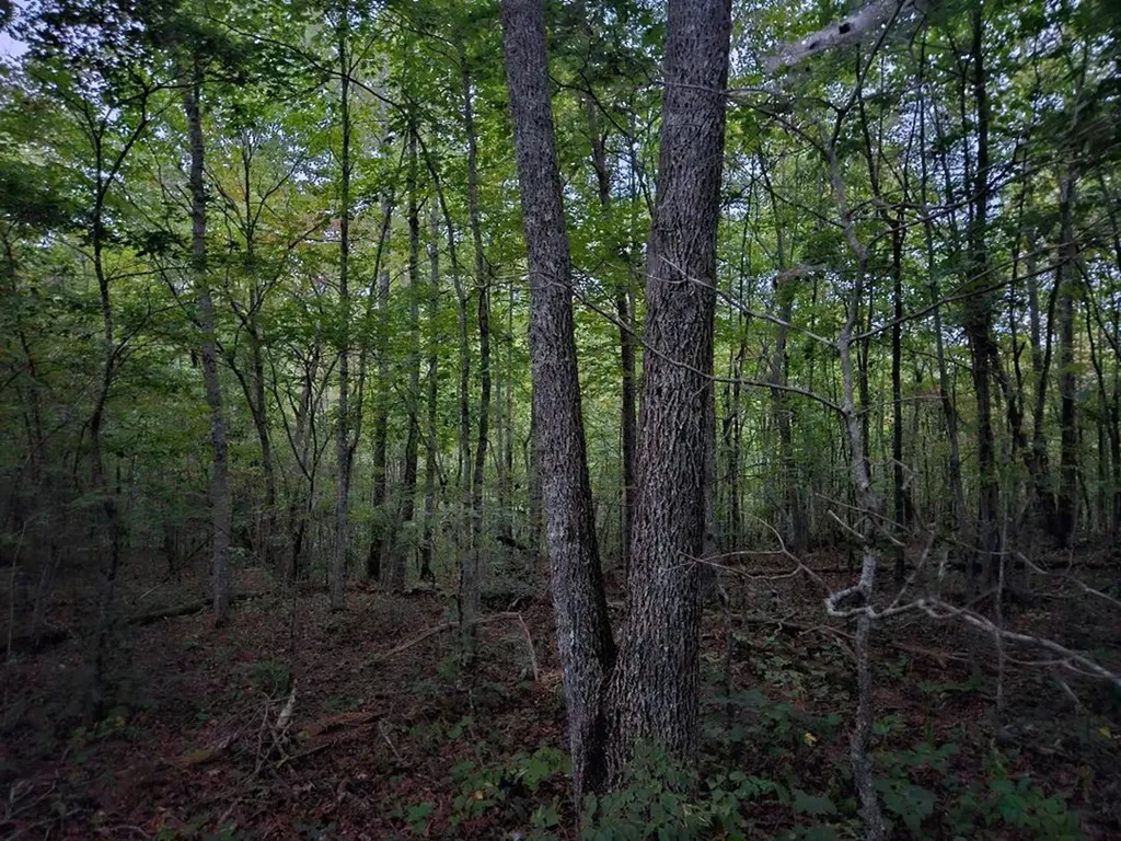 00 Sandy Road N/o-sells Cemetery Road Wilder TN 38589