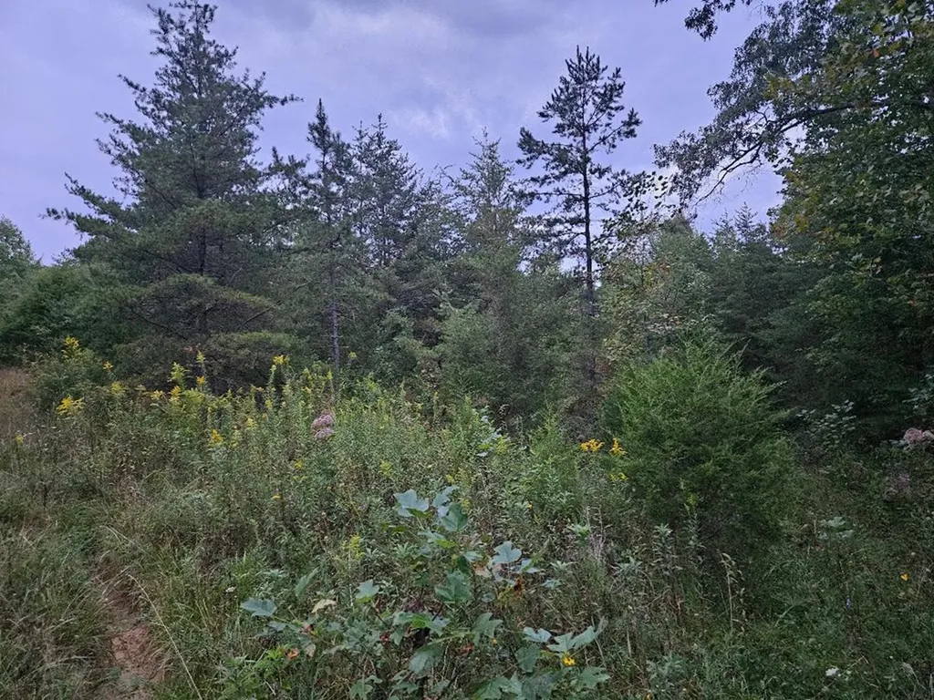 00 Sandy Road N/o-sells Cemetery Road Wilder TN 38589