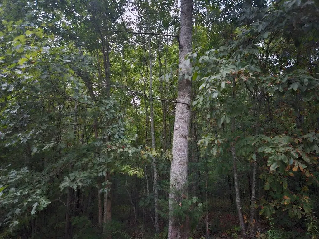00 Sandy Road N/o-sells Cemetery Road Wilder TN 38589