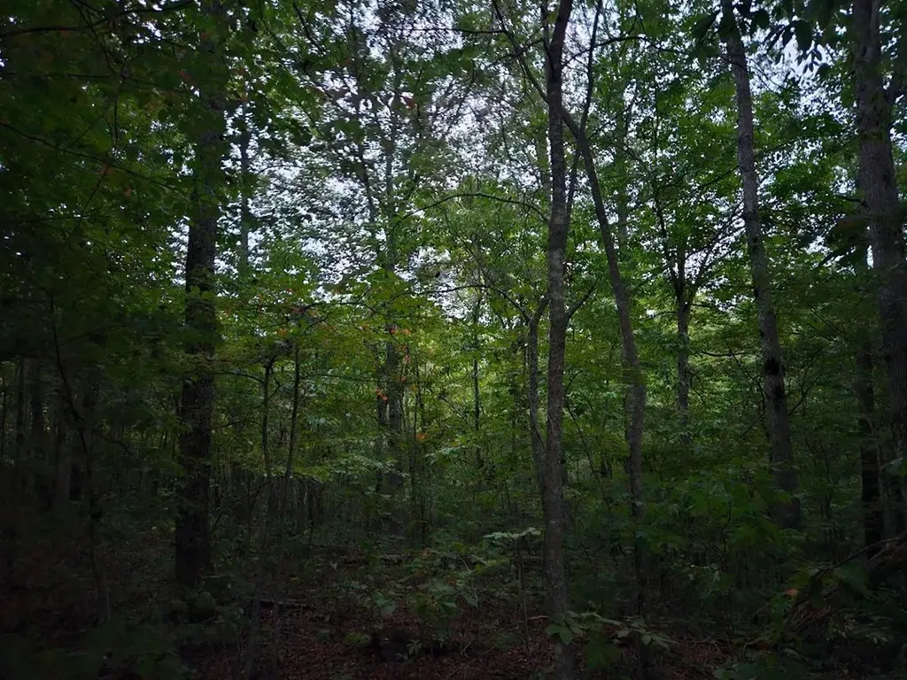 00 Sandy Road N/o-sells Cemetery Road Wilder TN 38589
