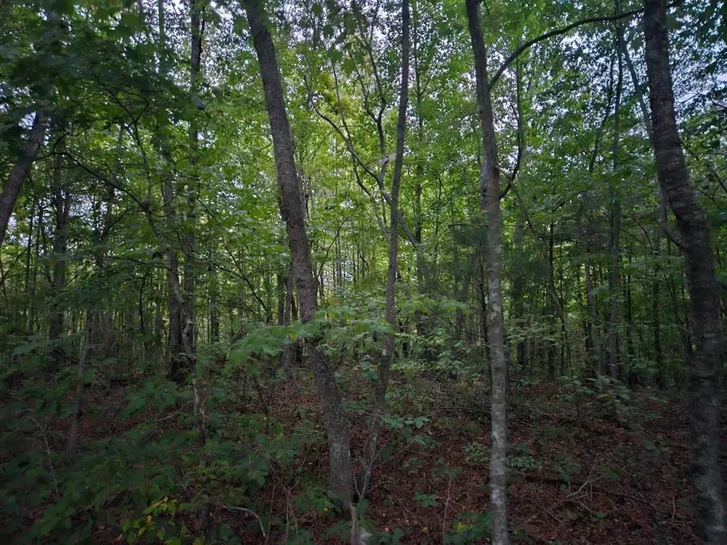 00 Sandy Road N/o-sells Cemetery Road Wilder TN 38589