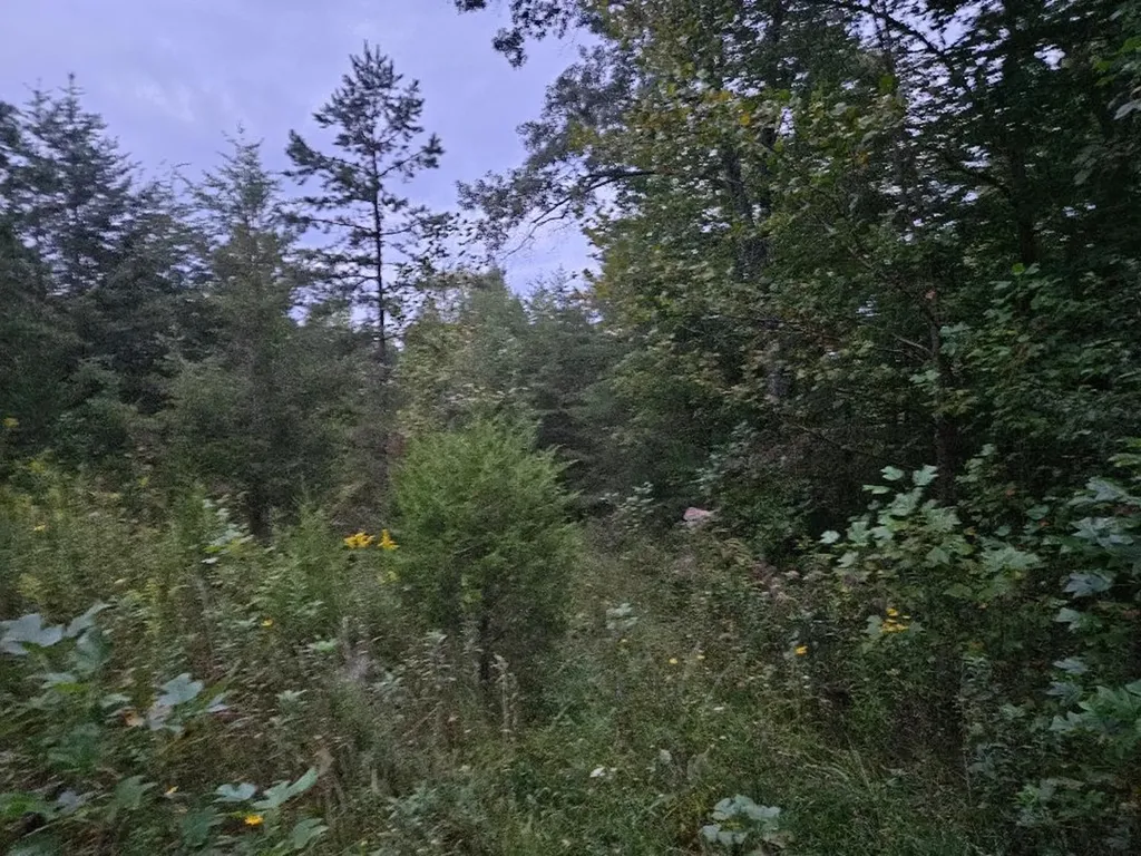 00 Sandy Road N/o-sells Cemetery Road Wilder TN 38589