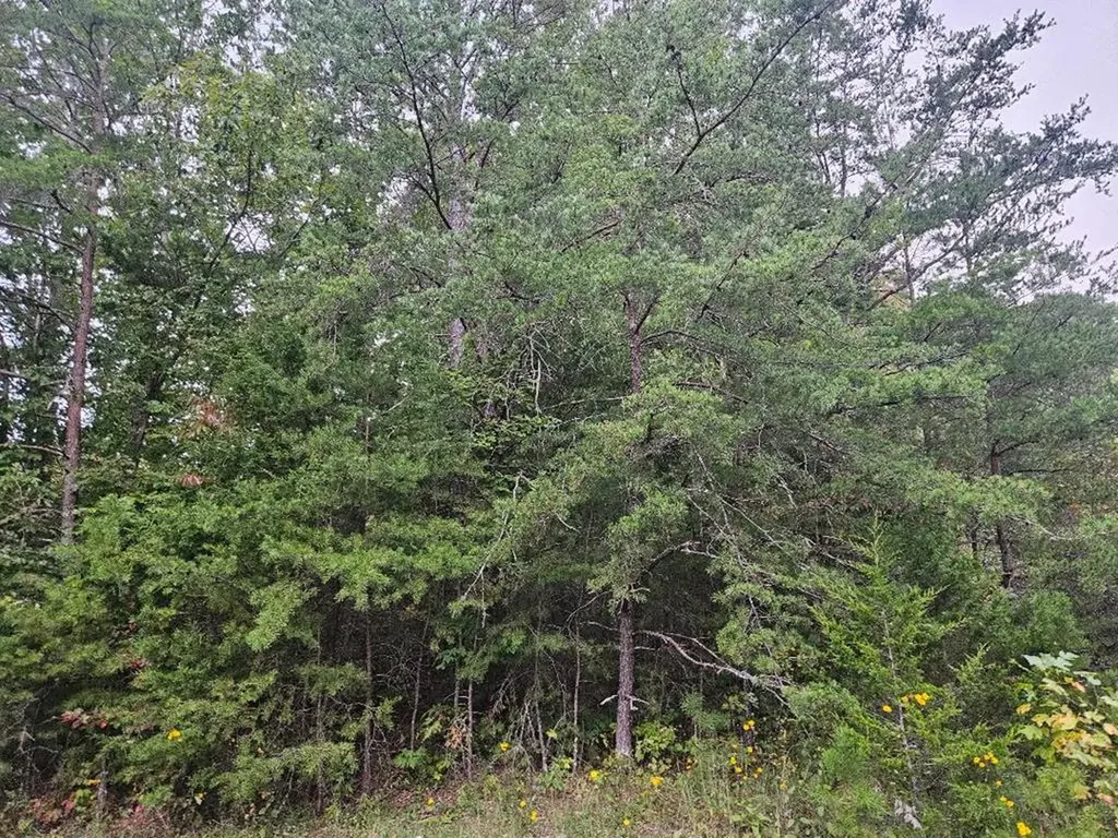 00 Sells Cemetery Road Wilder TN 38589