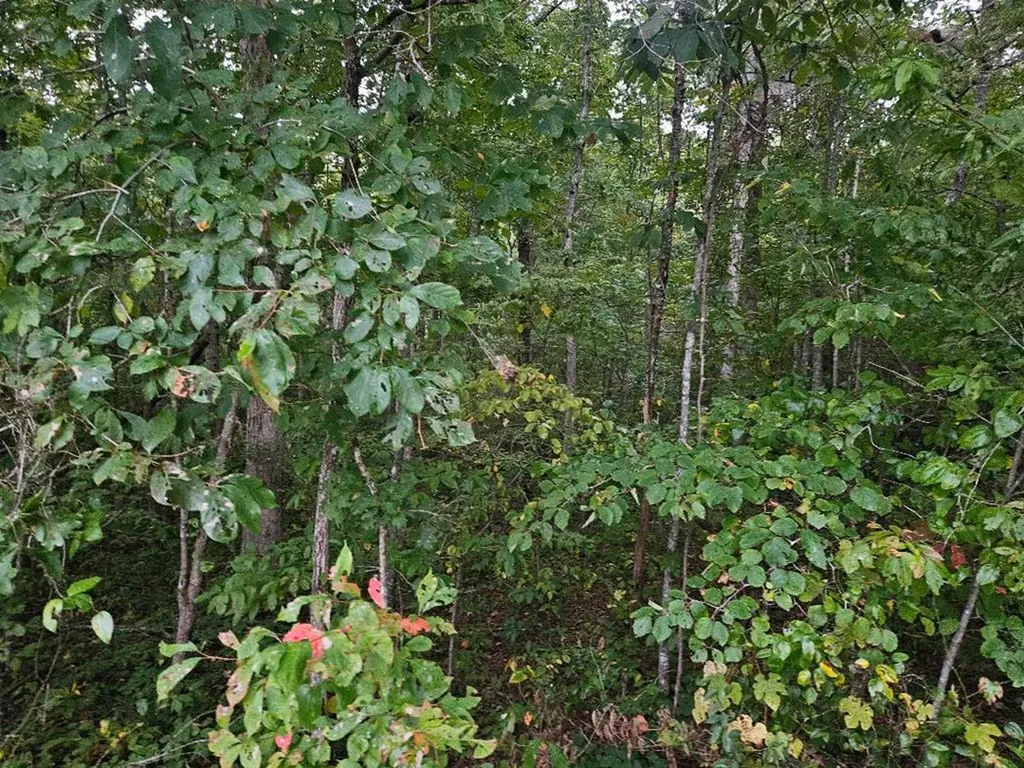 00 Sells Cemetery Road Wilder TN 38589
