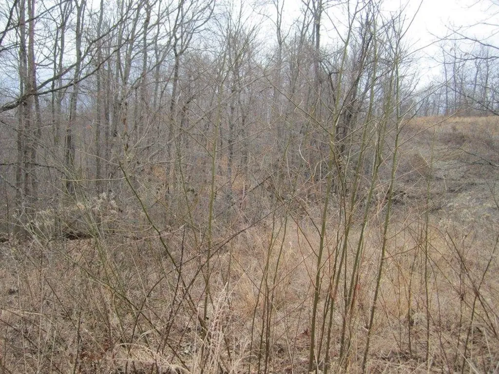 00 Greenwood Ridge Gainesboro TN 38562
