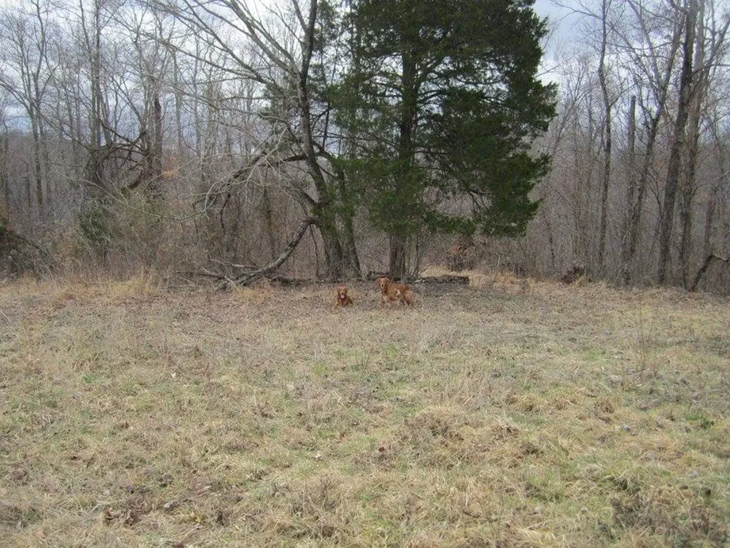 00 Greenwood Ridge Gainesboro TN 38562