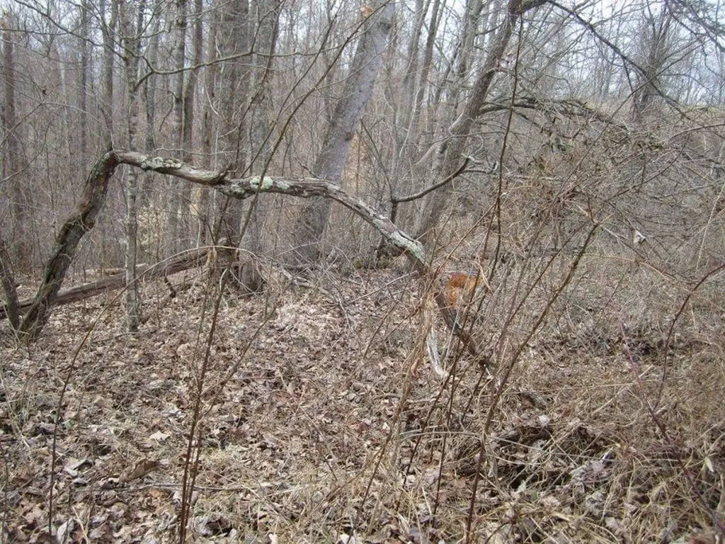 00 Greenwood Ridge Gainesboro TN 38562